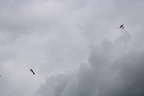 IMG 1538